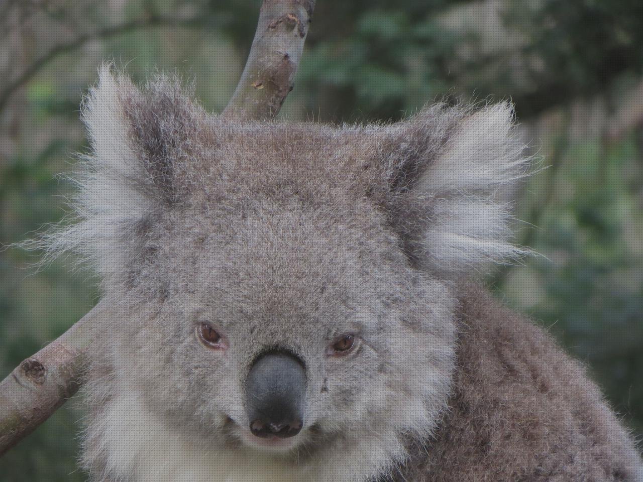 Review de bolsos koala bay