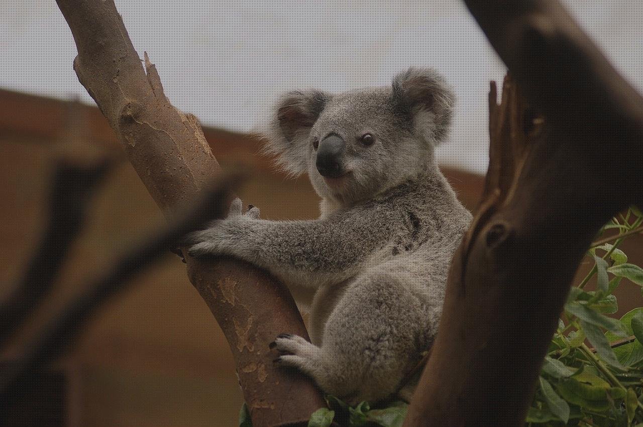 Mejores 12 bolsos koalas bay
