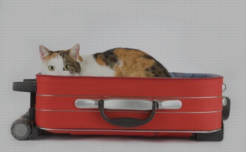 Las mejores marcas de maleta de viaje gato