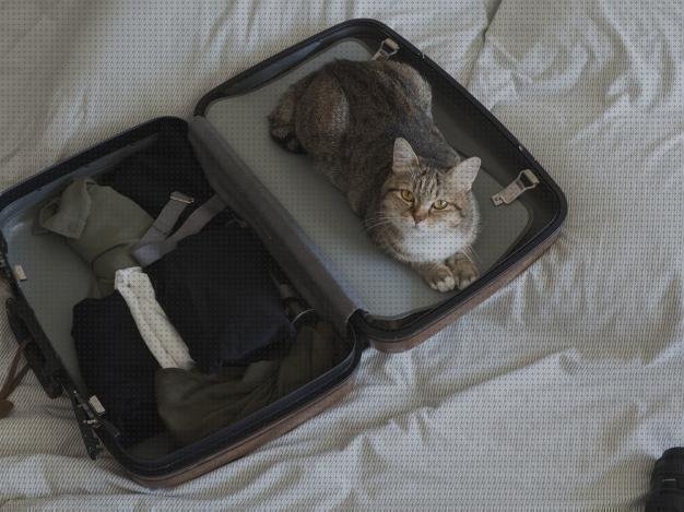 Review de maleta de viaje para gatos