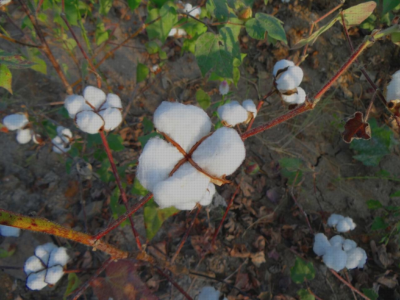 TOP 16 southern cotton bolsos a la venta